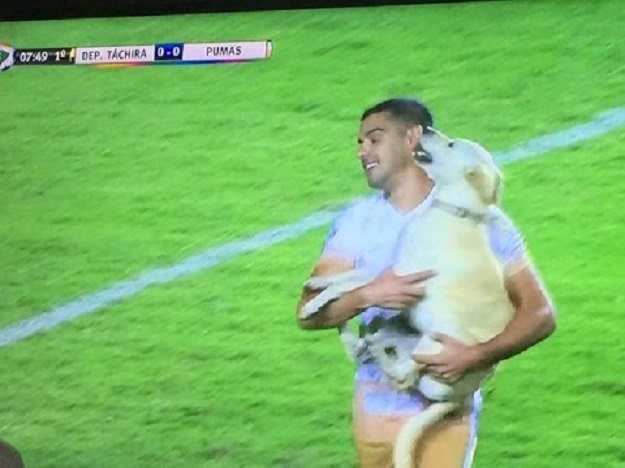 "Četveronožni huligan": Pas utrčao u teren i prekinuo  utakmicu!