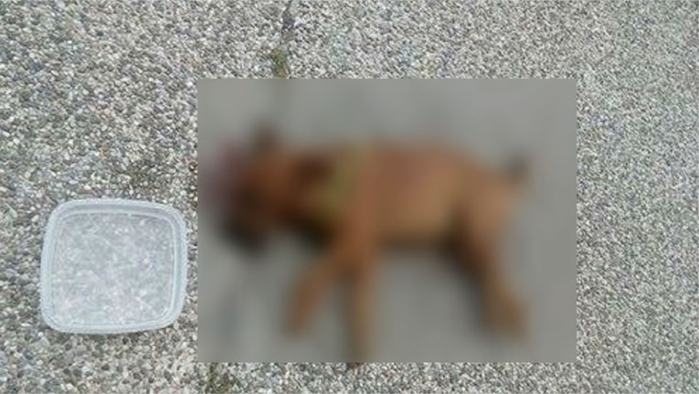 Policija o stravičnom bacanju psa s nebodera u Kutini: "Istražujemo je li životinja mučena i ubijena"