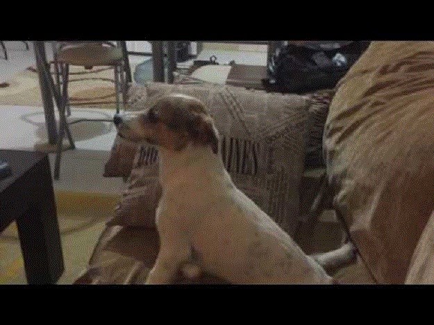 VIDEO Jadan on: Pogledajte kako pas gleda horor film