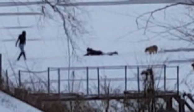 VIDEO Ugrozio vlastiti život da iz zaleđenog jezera spasi najboljeg čovjekovog prijatelja - psa