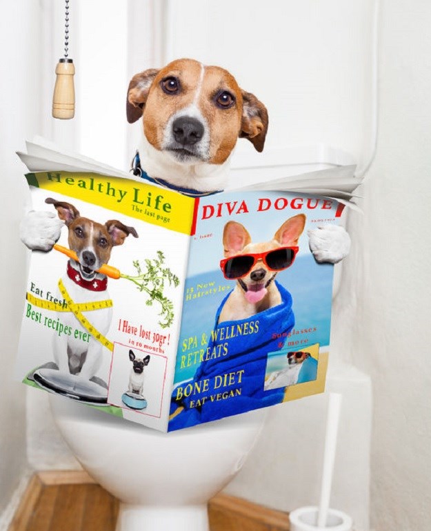 VIDEO Oni ne trebaju skupljati za svojim psom: On "kaka" u WC školjku!