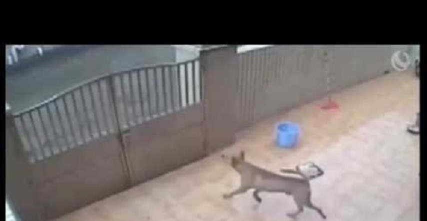 VIDEO Uoči festivala psećeg mesa iz Kine nam dolazi šokantna snimka krađe pasa