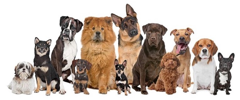 Različiti psi za različite tipove vlasnika: Koju pasminu odabrati?