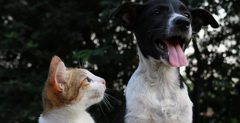 VIDEO Zbog čega su psi bolji od mačaka?