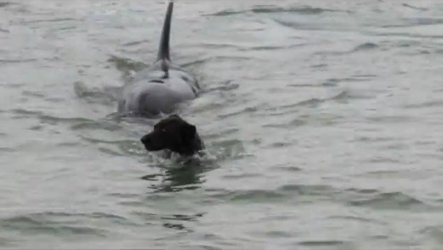 VIDEO Ovi psi odlučili su se suočiti s morskim psima i kitovima ubojicama