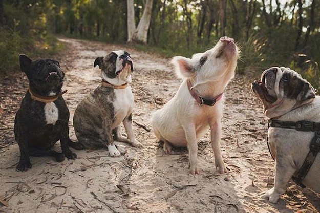 FOTO Neobičan čopor: Upoznajte svinju koji misli da je pas!
