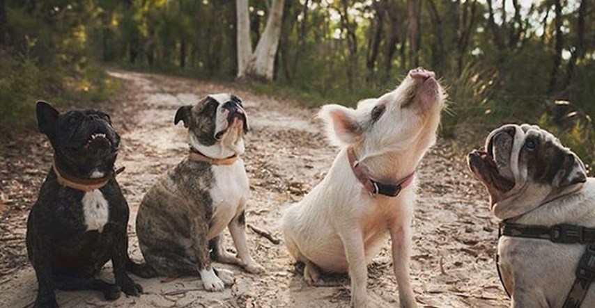 FOTO Neobičan čopor: Upoznajte svinju koji misli da je pas!