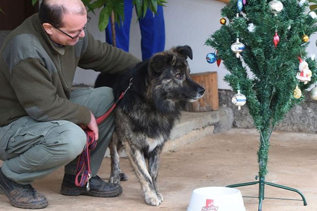 Sud odlučio: Pas Medo kriv je što laje