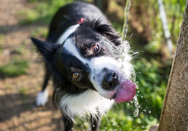 Najavljuju toplinske udare: Za vlasnike pasa imamo nekoliko korisnih savjeta!