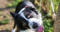 Najavljuju toplinske udare: Za vlasnike pasa imamo nekoliko korisnih savjeta!