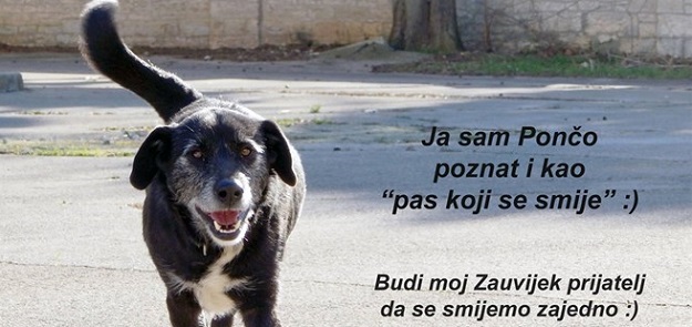 Urnebesan je: Pas koji se smije traži dom!