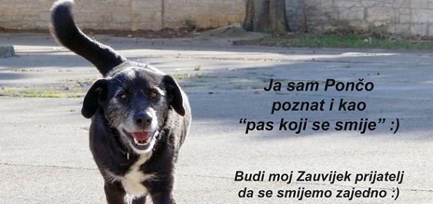 Urnebesan je: Pas koji se smije traži dom!