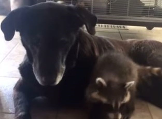VIDEO Mali rakun ostao bez majke pa ga posvojio obiteljski pas