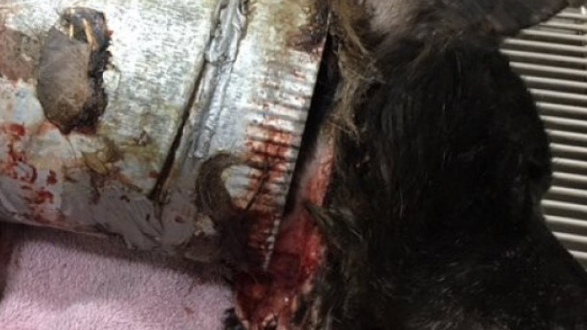 FOTO Pas lutalica mjesecima živio s komadom metalne cijevi oko vrata
