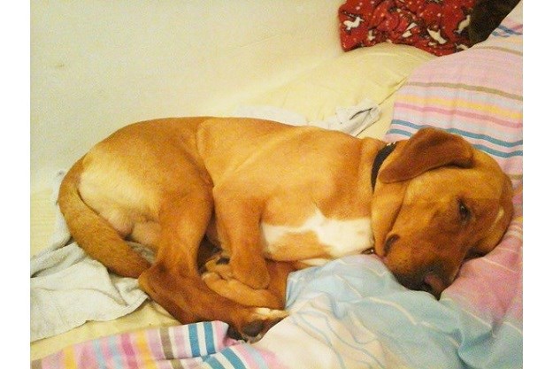 Zove se Punto i netko mu je slomio srce, ali nije prestao vjerovati u ljude!