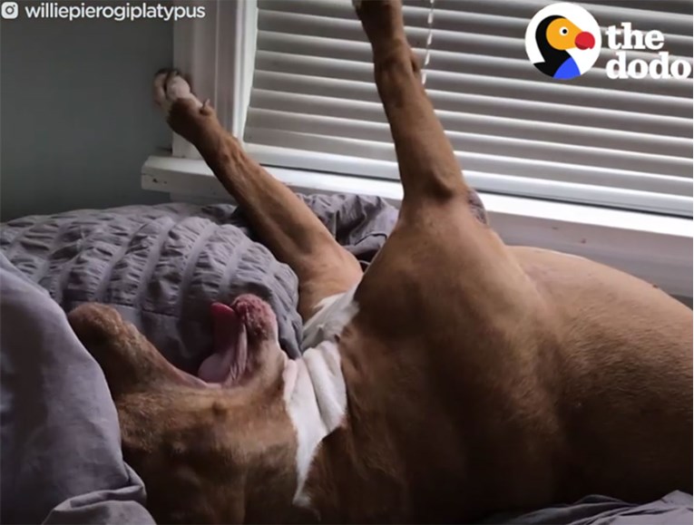 VIDEO Ovaj pas nakon 7 godina na lancu konačno zna što je ljubav