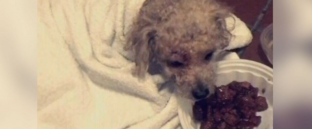 VIDEO Ostavio ga da ugine: Premlatio psa i bacio ga u smeće!