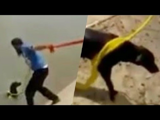VIDEO Prekršio stroga vjerska pravila: Skinuo turban i pomoću istog spasio psa!