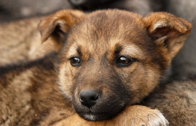 Počinje sezona petardi: Za sve koji ih bacaju imamo samo jednu malu molbu!