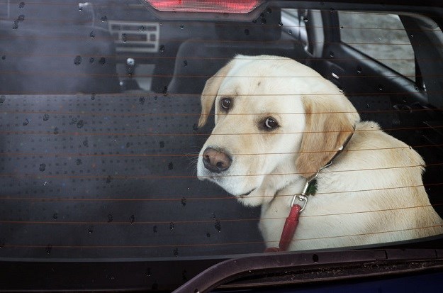 VIDEO Veliki LAJK: Da spasi psa razbio prozor na tuđem automobilu