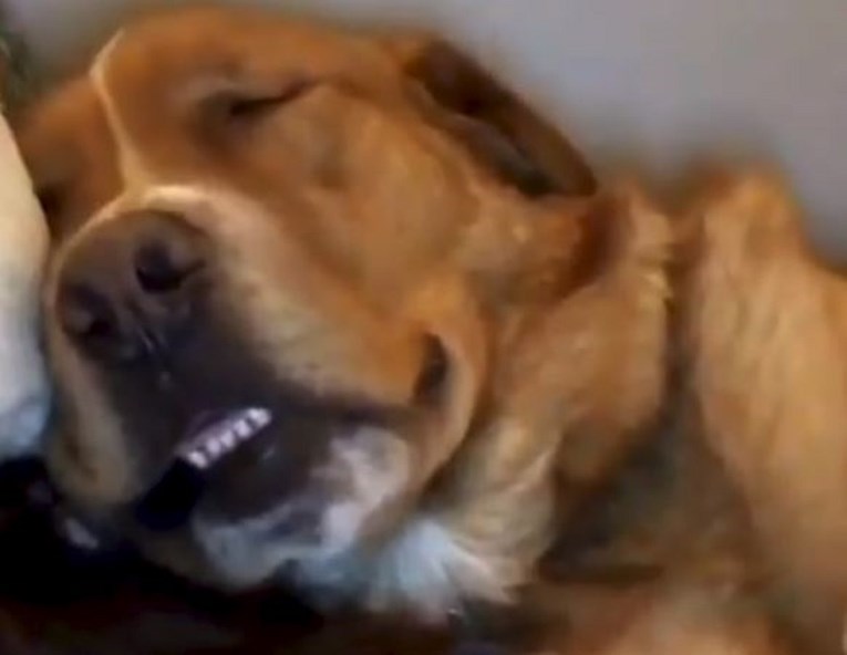 Snimala psa koji joj je zaspao u krilu i uhvatila najslađi moment kad je samog sebe probudio hrkanjem