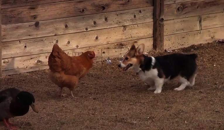 VIDEO Pas se igrao s kokoškom, a onda ju je prijateljica patka došla spasiti