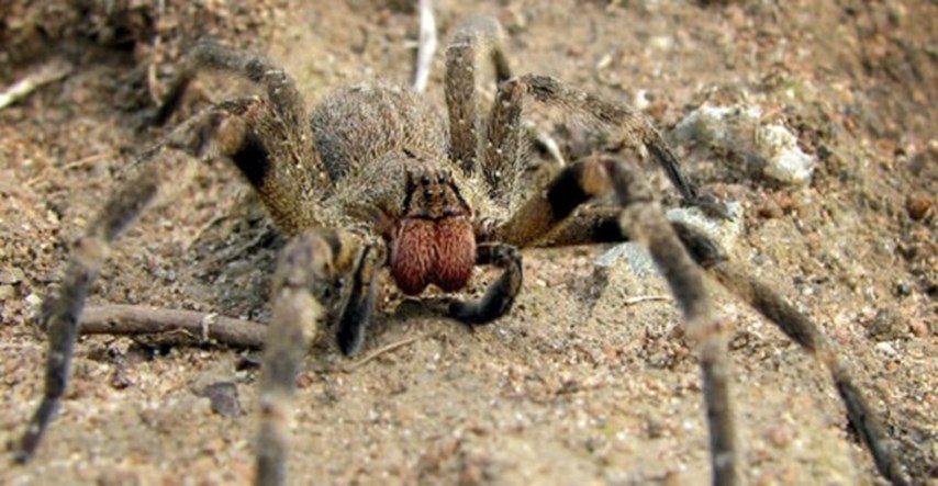 ČUDO PRIRODE Ugriz otrovnog pauka kod muškaraca izaziva erekciju