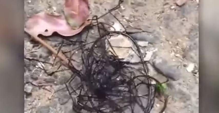 VIDEO Na Tajvanu snimili jezivo biće: "Ovo nije pauk, ovo je izvanzemaljac"