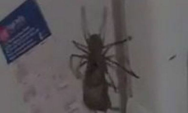 VIDEO Svijet je prestravljen, vlasnik stana oduševljen: Gigantski pauk ulovio miša i dobio "posao"