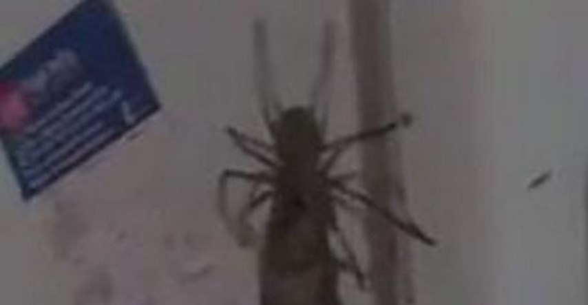 VIDEO Svijet je prestravljen, vlasnik stana oduševljen: Gigantski pauk ulovio miša i dobio "posao"