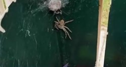 Video iz noćne more: Vojska pauka okupirala poštanski sandučić