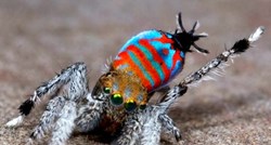 Ovo su dvije nove vrste pauka: Spektakularni "paunovi"