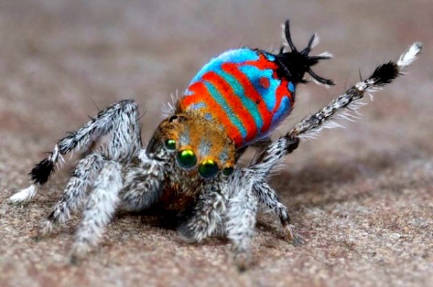 Ovo su dvije nove vrste pauka: Spektakularni "paunovi"