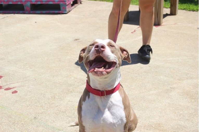 Ovaj je Pit bull izgubio najboljeg prijatelja i samo mu jedna stvar može pomoći