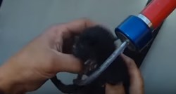 VIDEO Spasili su mačiće koji su bili zatrpani teškim otpadom u kontejneru