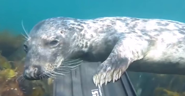 VIDEO Nevjerojatne priče podvodnih životinja koje će vas apsolutno očarati