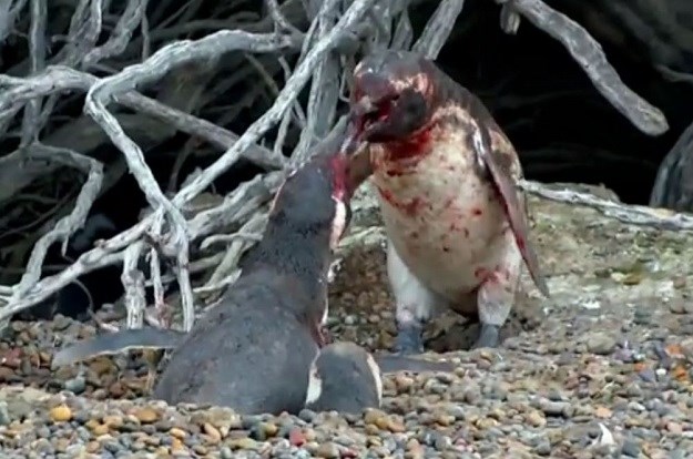 Najbrutalniji video koji ćete danas vidjeti: Pingvin ulovio ženu s drugim, završilo je jako krvavo