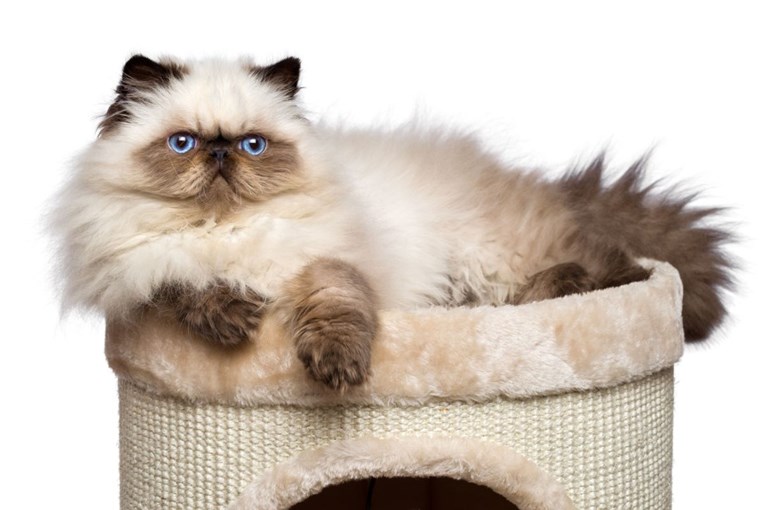 Ako razmišljate o nabavi mačke, evo zašto ne možete pogriješiti s perzijskom