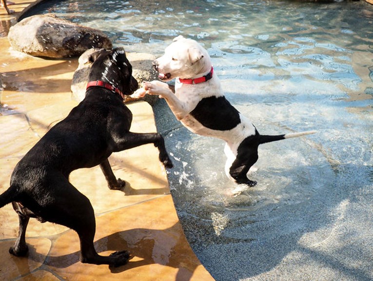 Jedno odmaralište za životinje organiziralo je zabavu na bazenu samo za pse iz azila