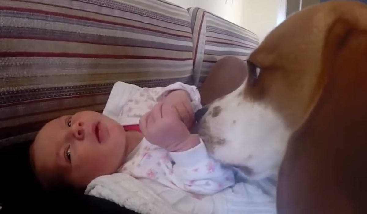 Reakcija ovog psa na novog člana obitelji najslađa je stvar koju ćete danas vidjeti