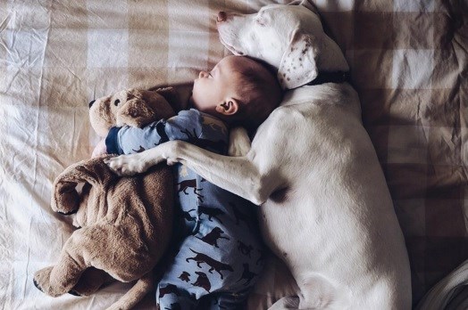 Svi ih lajkaju: Beba i pas dijele sve, čak i krevet i plišane igračke