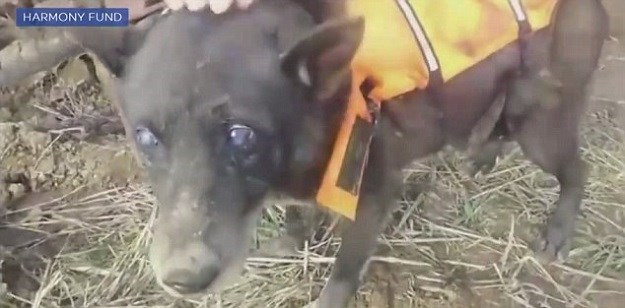 Pogledajte spašavanje slijepog psa iz Bosne o kojem priča cijeli svijet