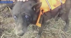 Pogledajte spašavanje slijepog psa iz Bosne o kojem priča cijeli svijet