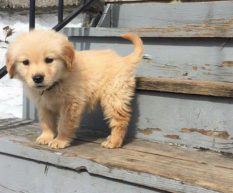 Pogledajte što je napravio pas koji je prvi put vidio stepenice