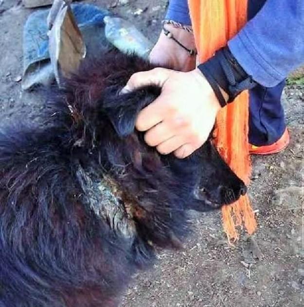 Tko je kriv za  zlostavljanje pasa u romskim naseljima?