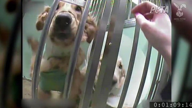 PETA snimkom ponovno šokirala svijet: Ovako žive psi na kojima se testiraju lijekovi!
