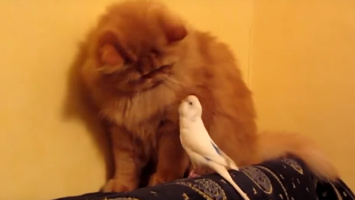 VIDEO Tko je gazda u kući, papiga ili mačka?