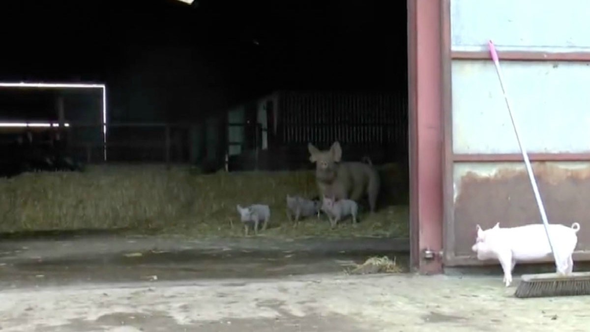 VIDEO Pogledajte kako izgleda sreća - praščići spašeni od sigurne smrti