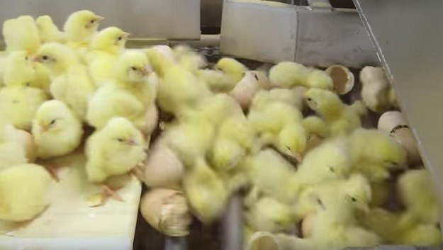 Šokantna tajna snimka: Piliće na peradarskim farmama ubijaju na najokrutnije moguće načine