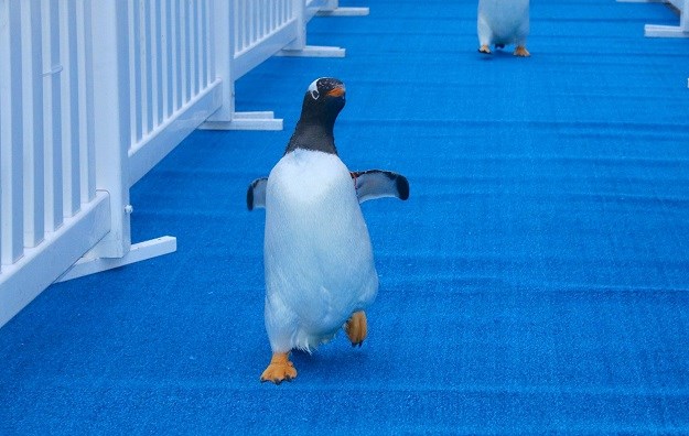 Spektakl u zoo vrtu: Pingvini u novi dom ušetali hodajući po plavom tepihu